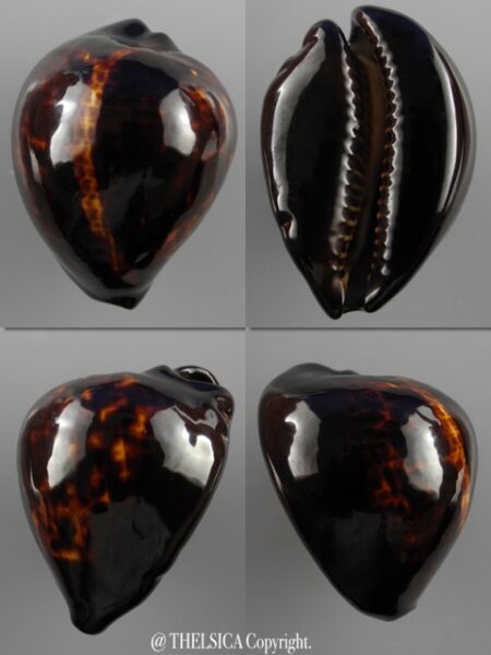 Zoila decipiens decipiens 51,5 mm Gem-0
