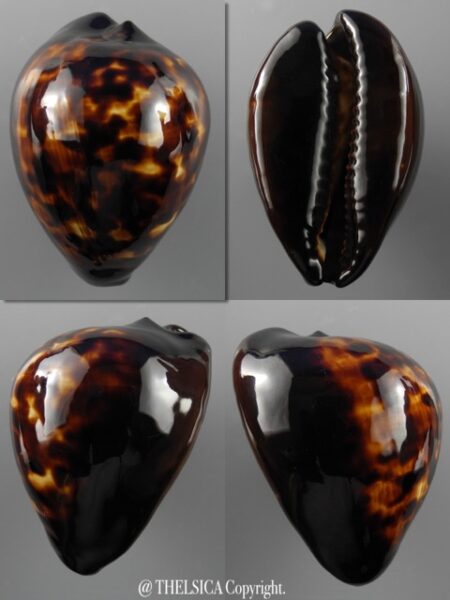 Zoila decipiens decipiens 52,2 mm Gem (-)-0