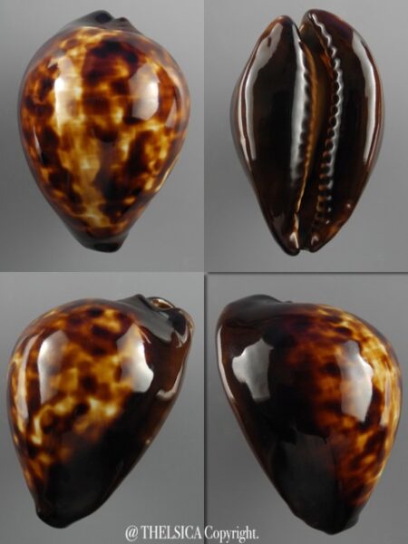 Zoila decipiens decipiens 52,7 mm Gem-0
