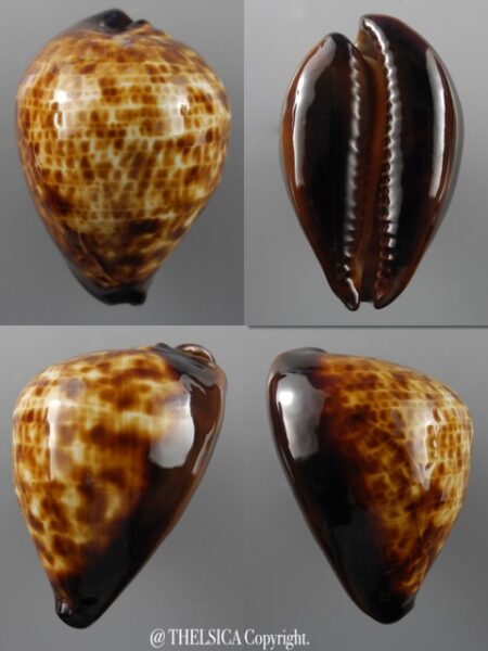 Zoila decipiens decipiens 54 mm F+++/Gem-0