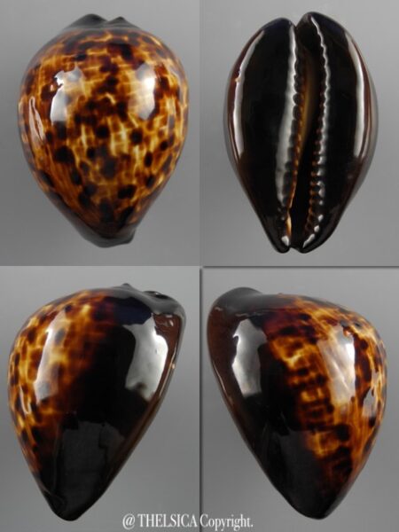 Zoila decipiens decipiens 56,1 mm F+++/Gem-0