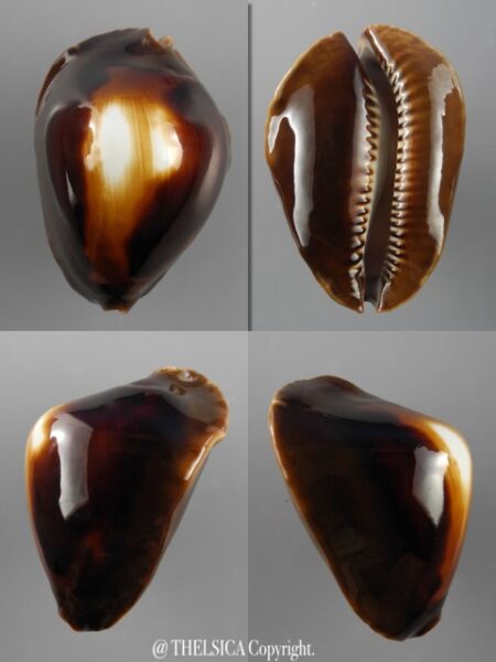 Zoila rosselli latistoma 46,8 mm Gem-0