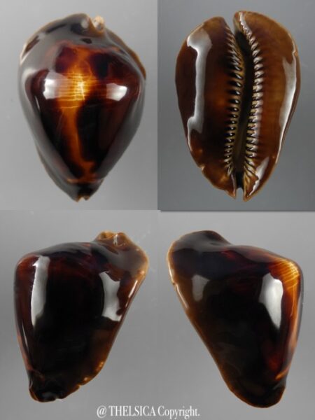 Zoila rosselli satiata 50,3 mm Gem-0