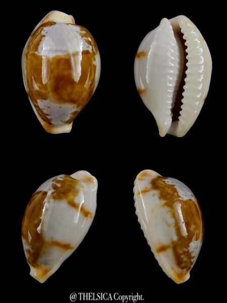 Bistolida brevidentata deceptor 22,4 mm F+++/Gem-0