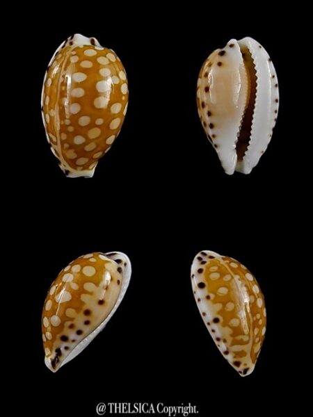 Cribrarula astaryi 13,2 mm Gem-0