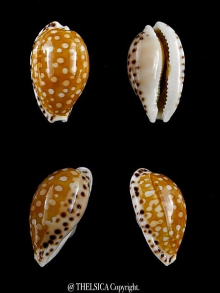 Cribrarula astaryi f. lefaiti 18,4 mm Gem-0