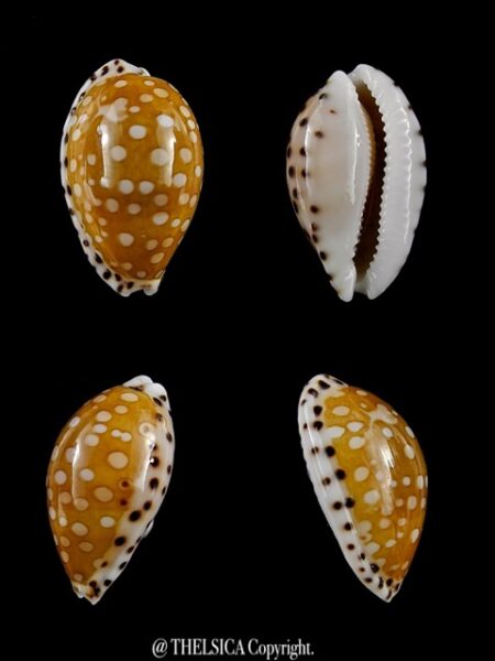 Cribrarula astaryi f. lefaiti 19,9 mm Gem-0
