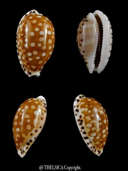 Cribrarula astaryi f. lefaiti 21,1 mm Gem-0