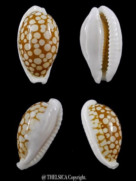 Cribrarula cribraria cribraria 28 mm Gem-0