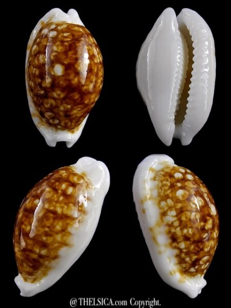 Cribrarula cribraria zadela N&R 29,7 mm Gem-0