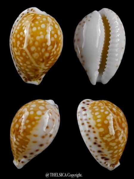 Cribrarula gaskoinii 20,7 mm Gem (-)-0