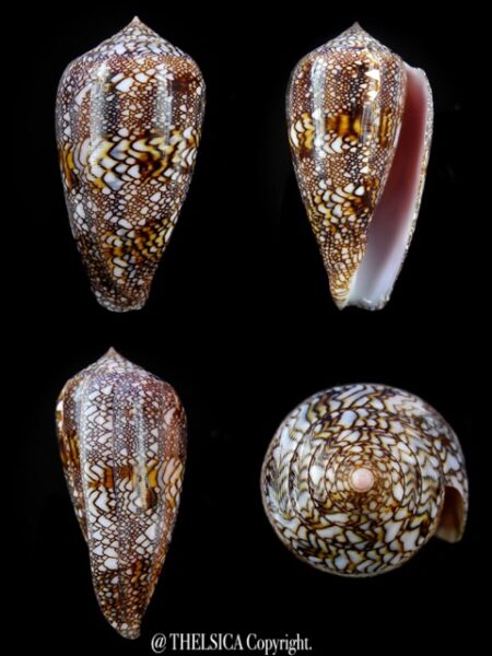 Cylindrus textillinus 54,9 mm Gem-0