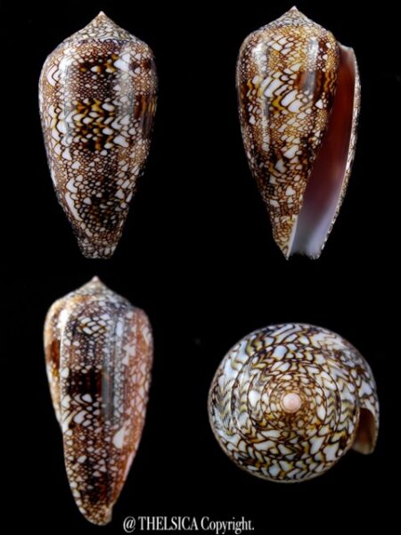 Cylindrus textillinus 56,8 mm Gem-0