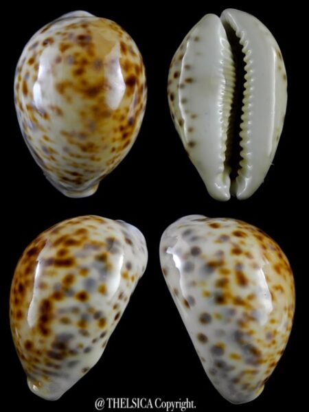 Cypraea tigris "Rusty " 88,9 mm Gem-0