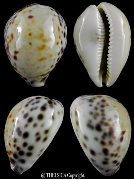 Cypraea tigris "Yellow " 74,5 mm F+++/ Gem-0