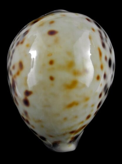 Cypraea tigris "Yellow " 74,5 mm F+++/ Gem-15483