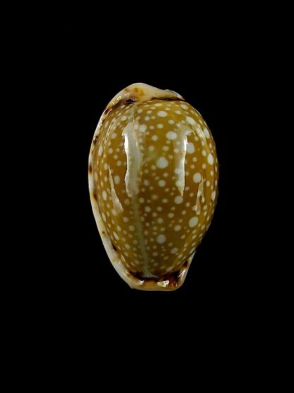 Naria labrolineata f. nashi. 21,5 mm Gem-15575