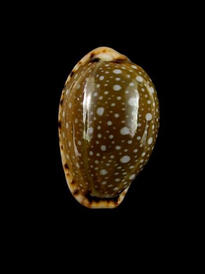 Naria labrolineata f. nashi. 22,9 mm Gem-15596