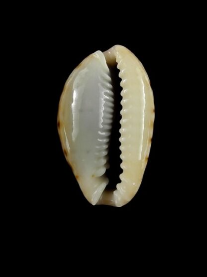 Naria labrolineata f. nashi. 22,9 mm Gem-15593