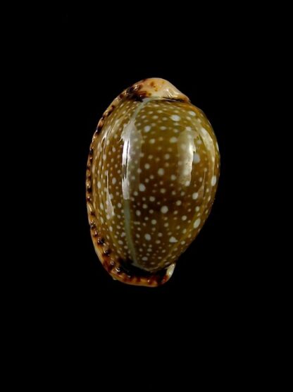 Naria labrolineata f. nashi. 21,9 mm Gem-15585