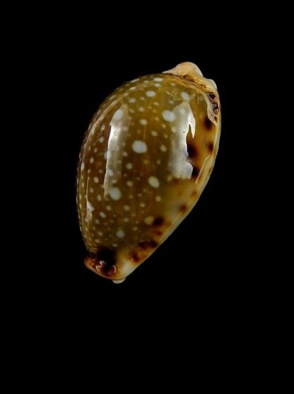 Naria labrolineata f. nashi. 21,9 mm Gem-15586