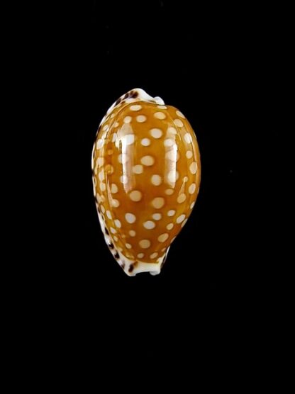 Cribrarula astaryi f. lefaiti 18,4 mm Gem-15447