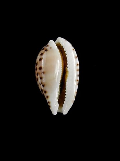 Cribrarula astaryi f. lefaiti 18,4 mm Gem-15444