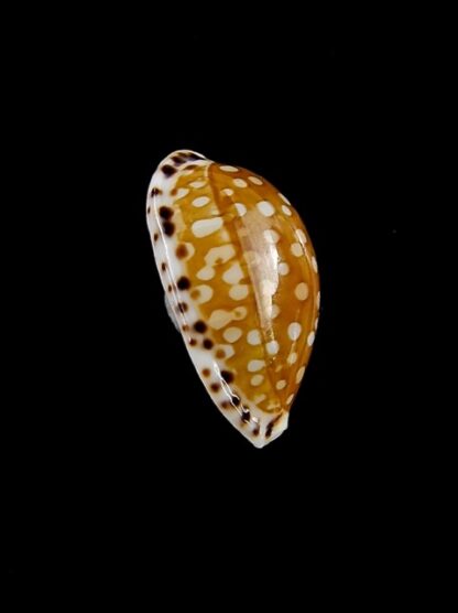 Cribrarula astaryi f. lefaiti 18,4 mm Gem-15446