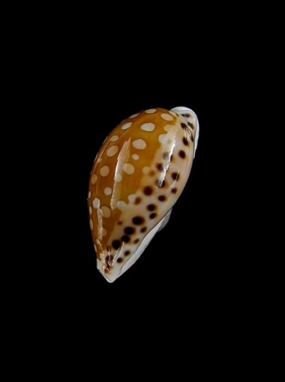 Cribrarula astaryi f. lefaiti 18,4 mm Gem-15443