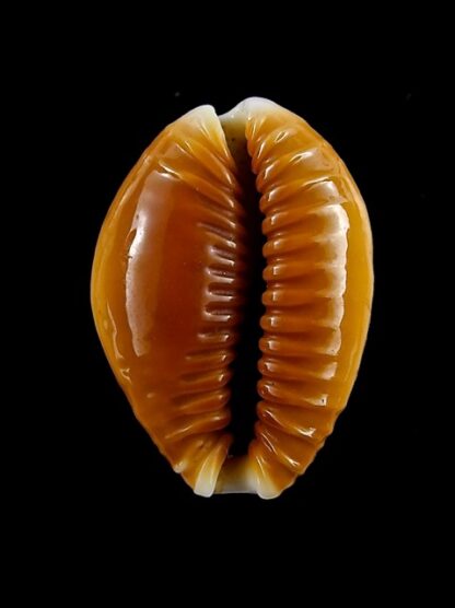 Naria bellatrix . 23,9 mm Gem-15564