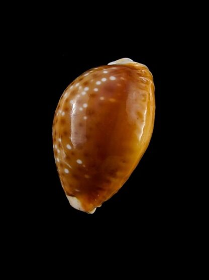 Naria bellatrix . 23,9 mm Gem-15566