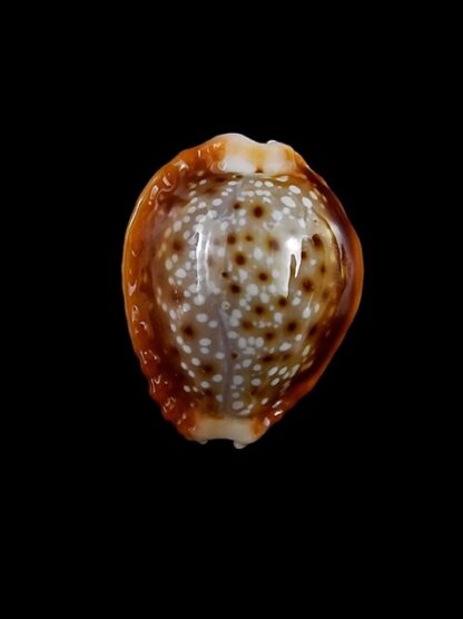 Naria bellatrix . 18,3 mm Gem-15532