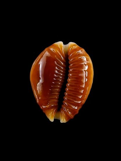 Naria bellatrix . 18,3 mm Gem-15534