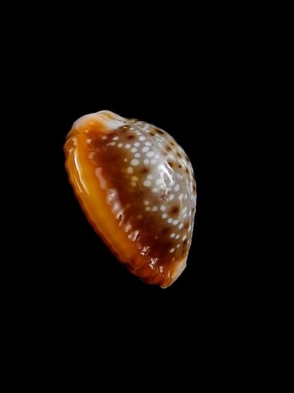 Naria bellatrix . 18,3 mm Gem-15533