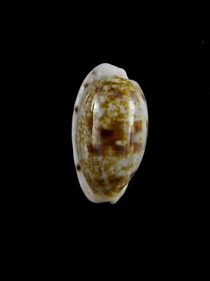 Cypraea pellucens pellucens ..Dwarf.. 17,4 mm Gem-15626