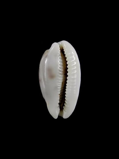 Cypraea pellucens pellucens ..Dwarf.. 17,4 mm Gem-15623