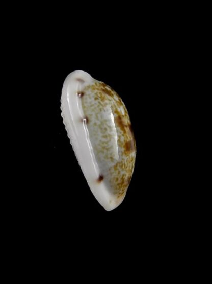 Cypraea pellucens pellucens ..Dwarf.. 17,4 mm Gem-15625