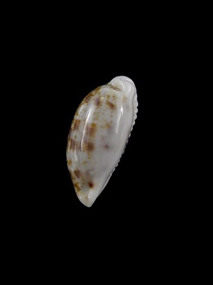 Cypraea pellucens pellucens ..Dwarf.. 17,4 mm Gem-15622