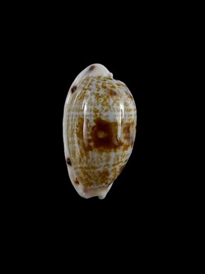 Cypraea pellucens pellucens ..Dwarf.. 16 mm Gem-15612