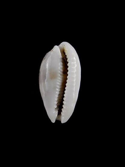 Cypraea pellucens pellucens ..Dwarf.. 16 mm Gem-15615