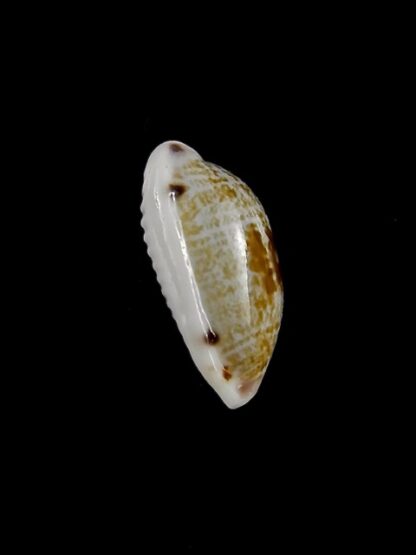 Cypraea pellucens pellucens ..Dwarf.. 16 mm Gem-15616