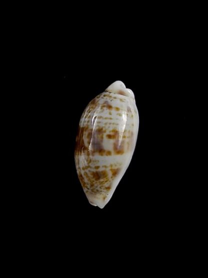Cypraea pellucens pellucens ..Dwarf.. 16 mm Gem-15613