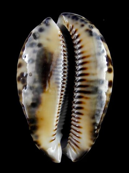 Mauritia maculifera martybealsi 63,3 mm Gem-15506