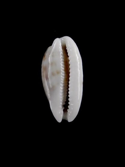 Cypraea pellucens pellucens ..Dwarf.. 17 mm Gem-15602