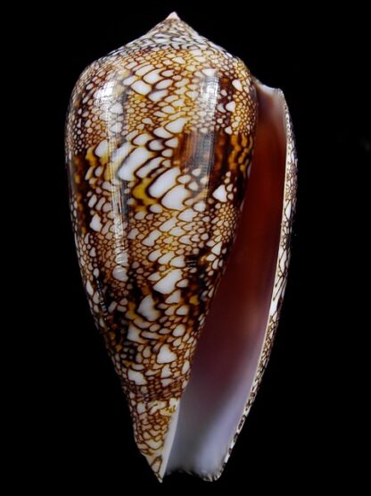 Cylindrus textillinus 56,8 mm Gem-15747