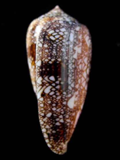 Cylindrus textillinus 56,8 mm Gem-15750