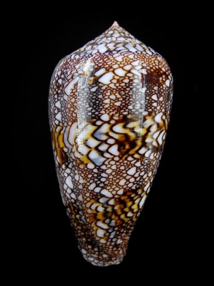 Cylindrus textillinus 54,9 mm Gem-15738