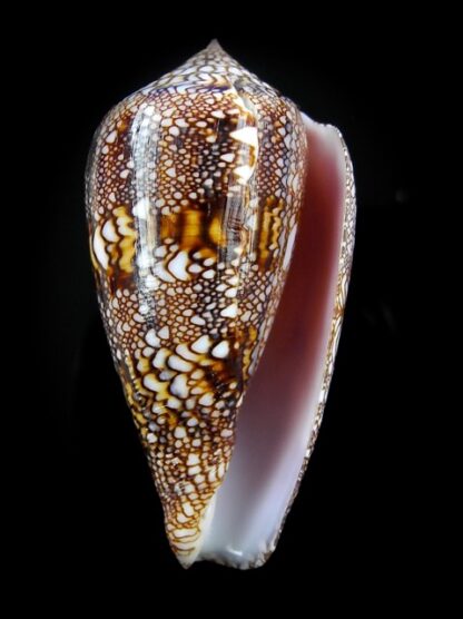 Cylindrus textillinus 54,9 mm Gem-15739