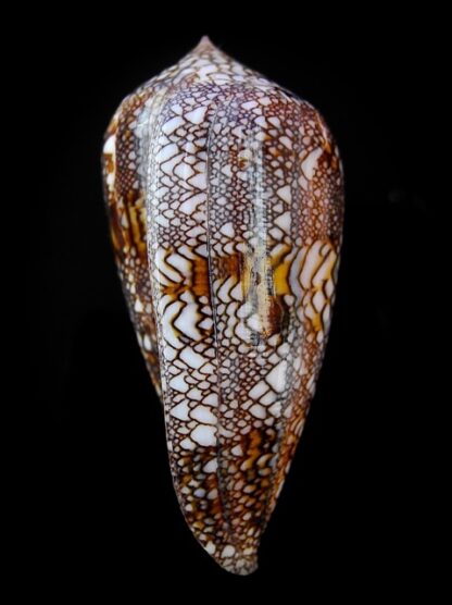 Cylindrus textillinus 54,9 mm Gem-15741