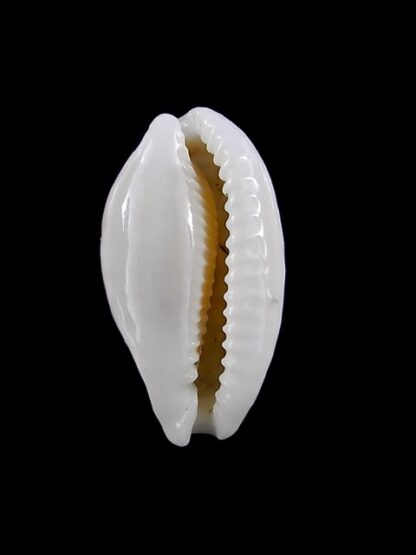 Cribrarula cribraria cribraria 28 mm Gem-15755